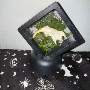 Muskrat jaw floating frame taxidermy oddities‎ art